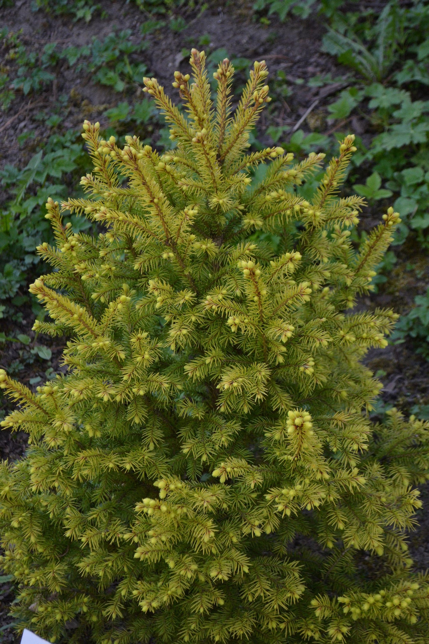 Picea Glauca Conica - View 11 from www redcrocus com