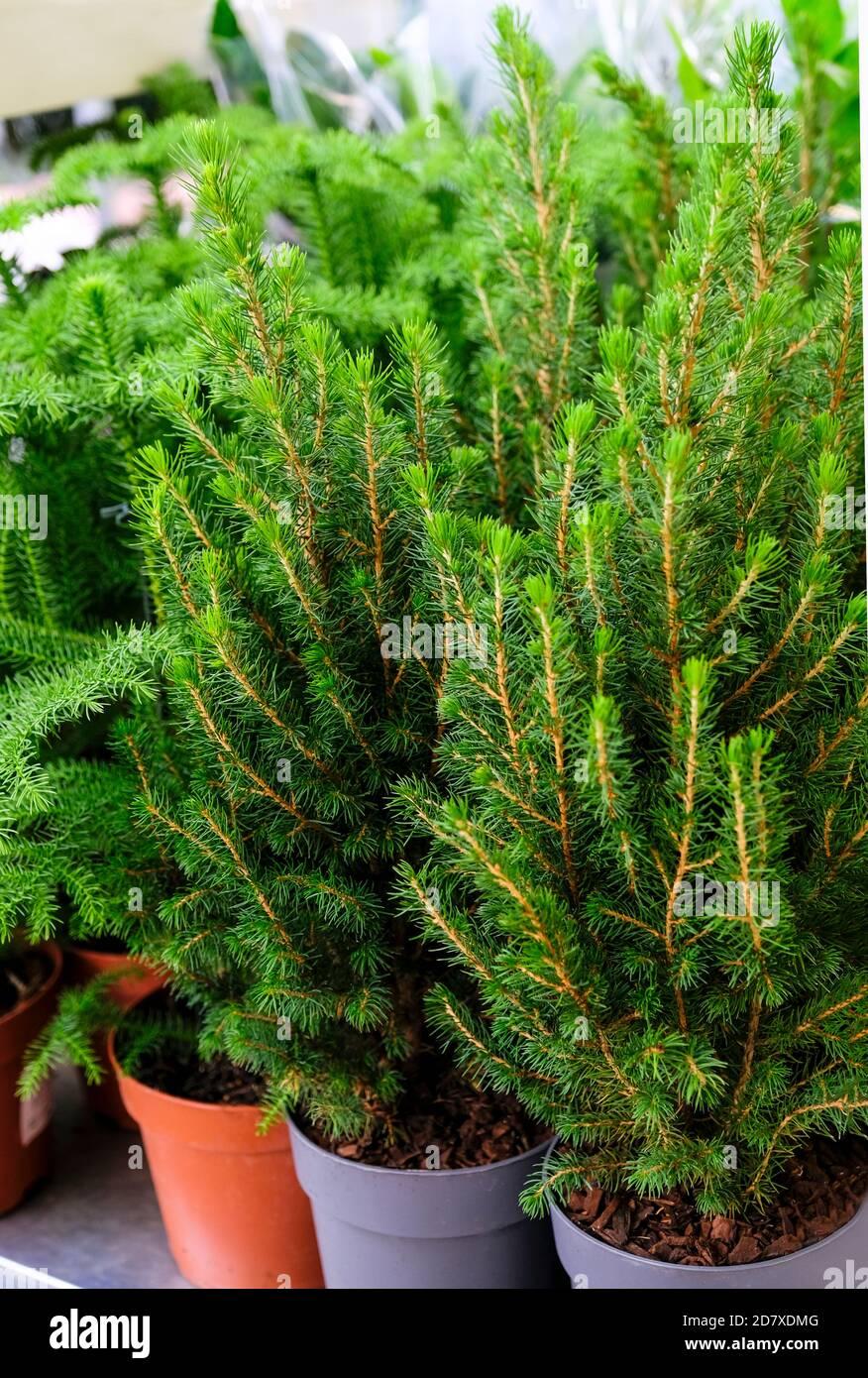 Picea Glauca Conica - View 13 from www redcrocus com