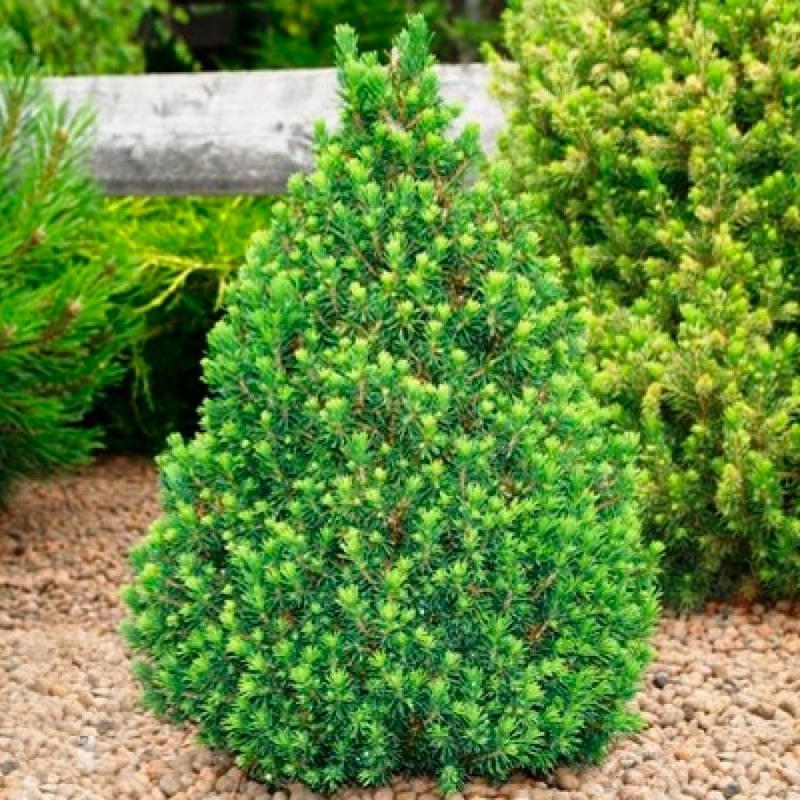 Picea Glauca Conica - View 14 from www redcrocus com
