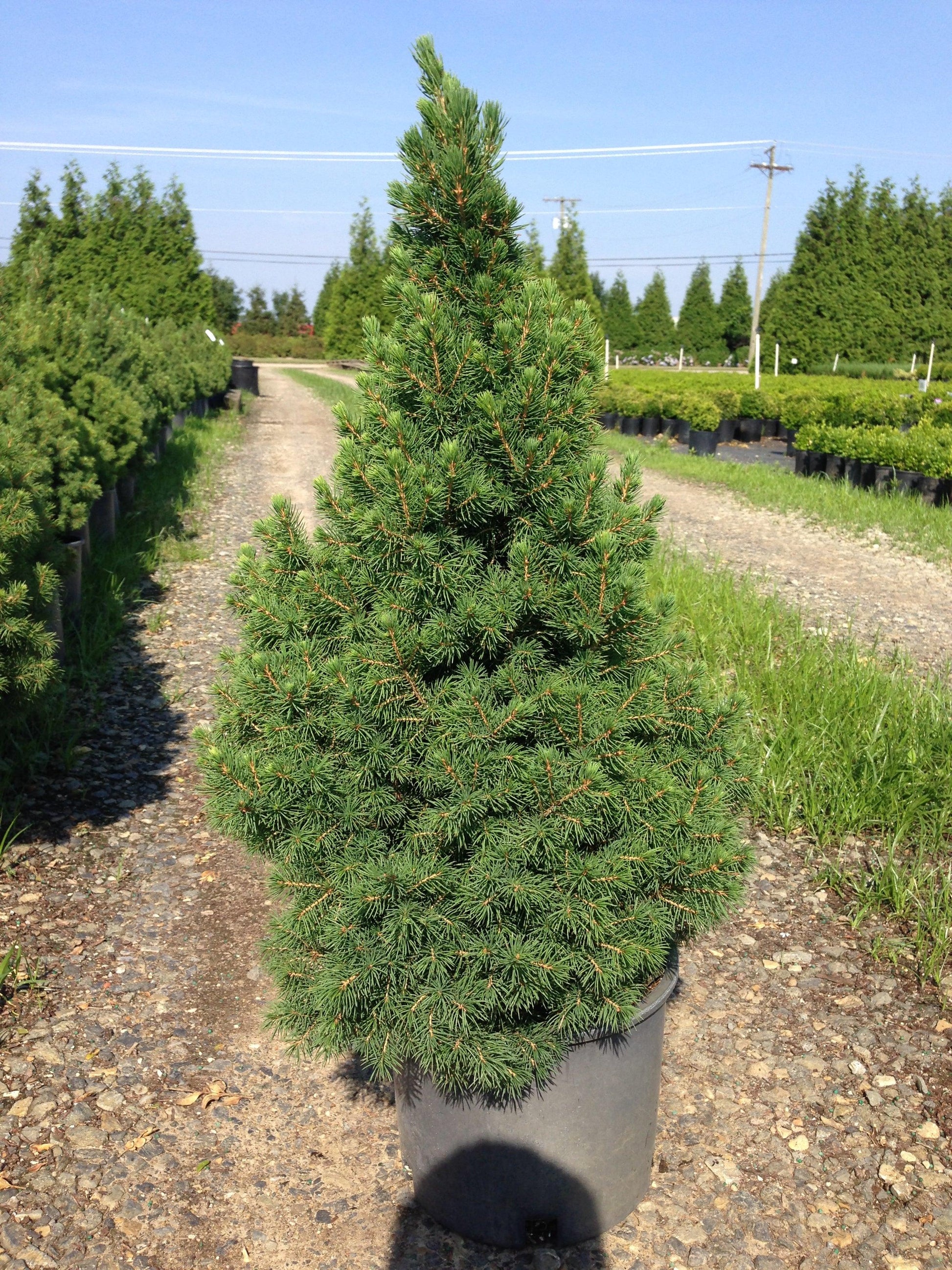 Picea Glauca Conica - View 21 from www redcrocus com