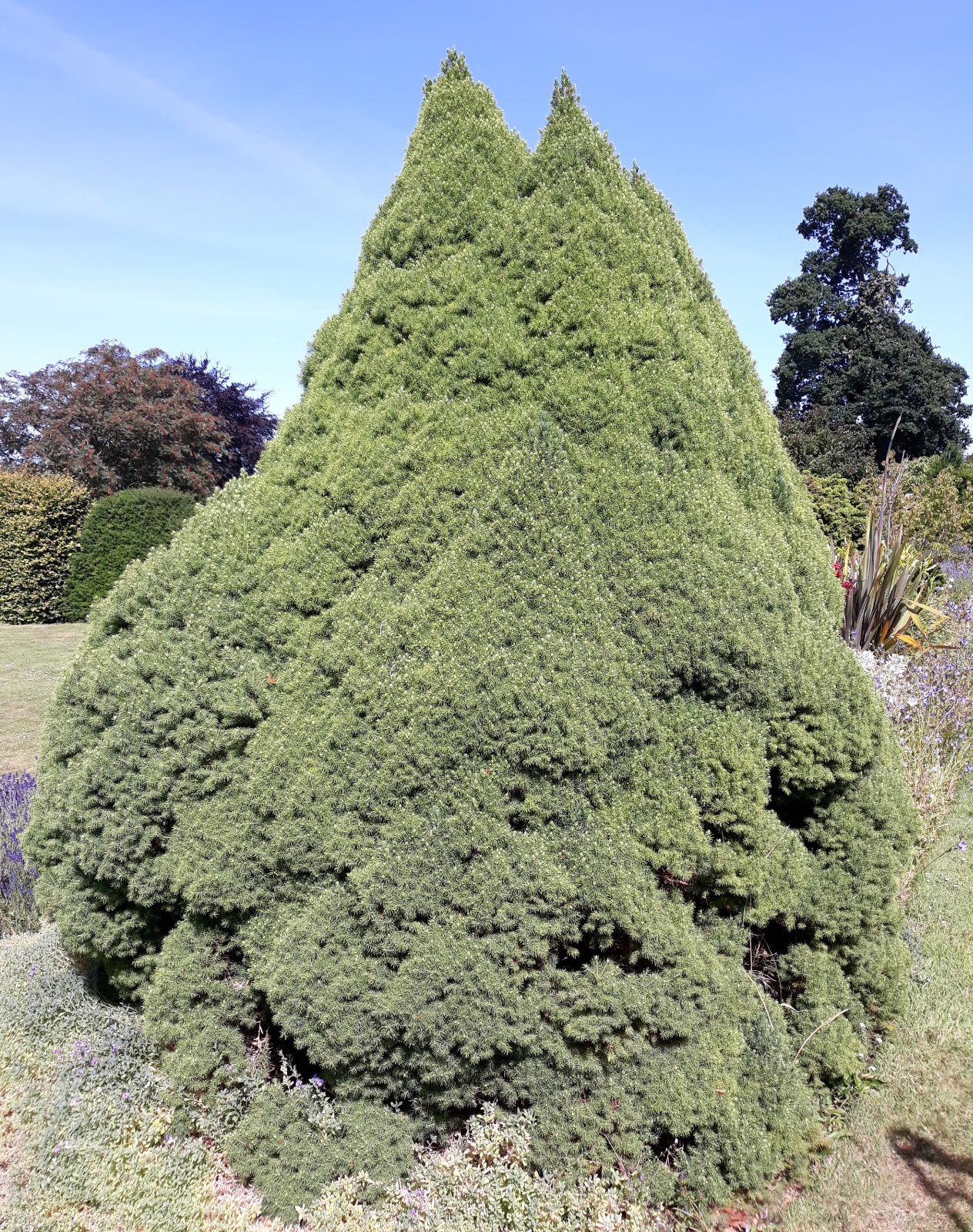 Picea Glauca Conica - View 3 from www redcrocus com