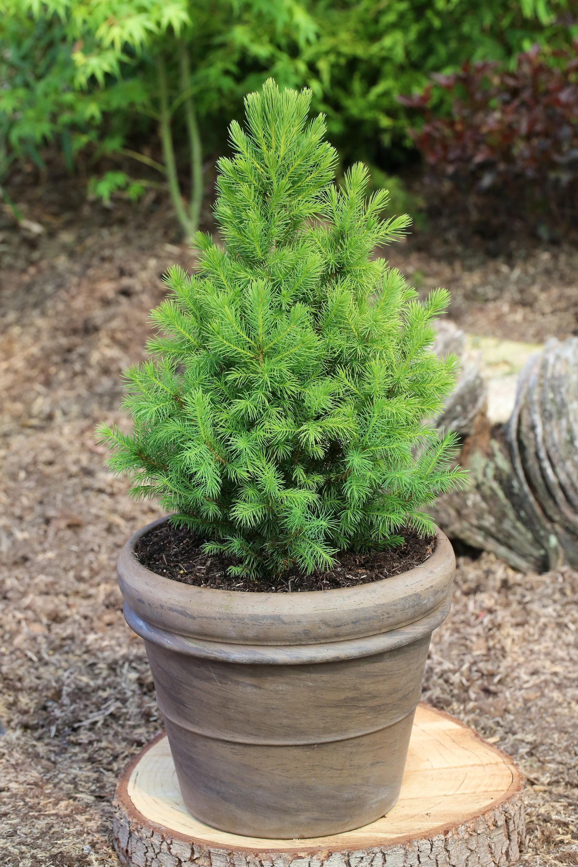 Picea Glauca Conica - View 4 from www redcrocus com