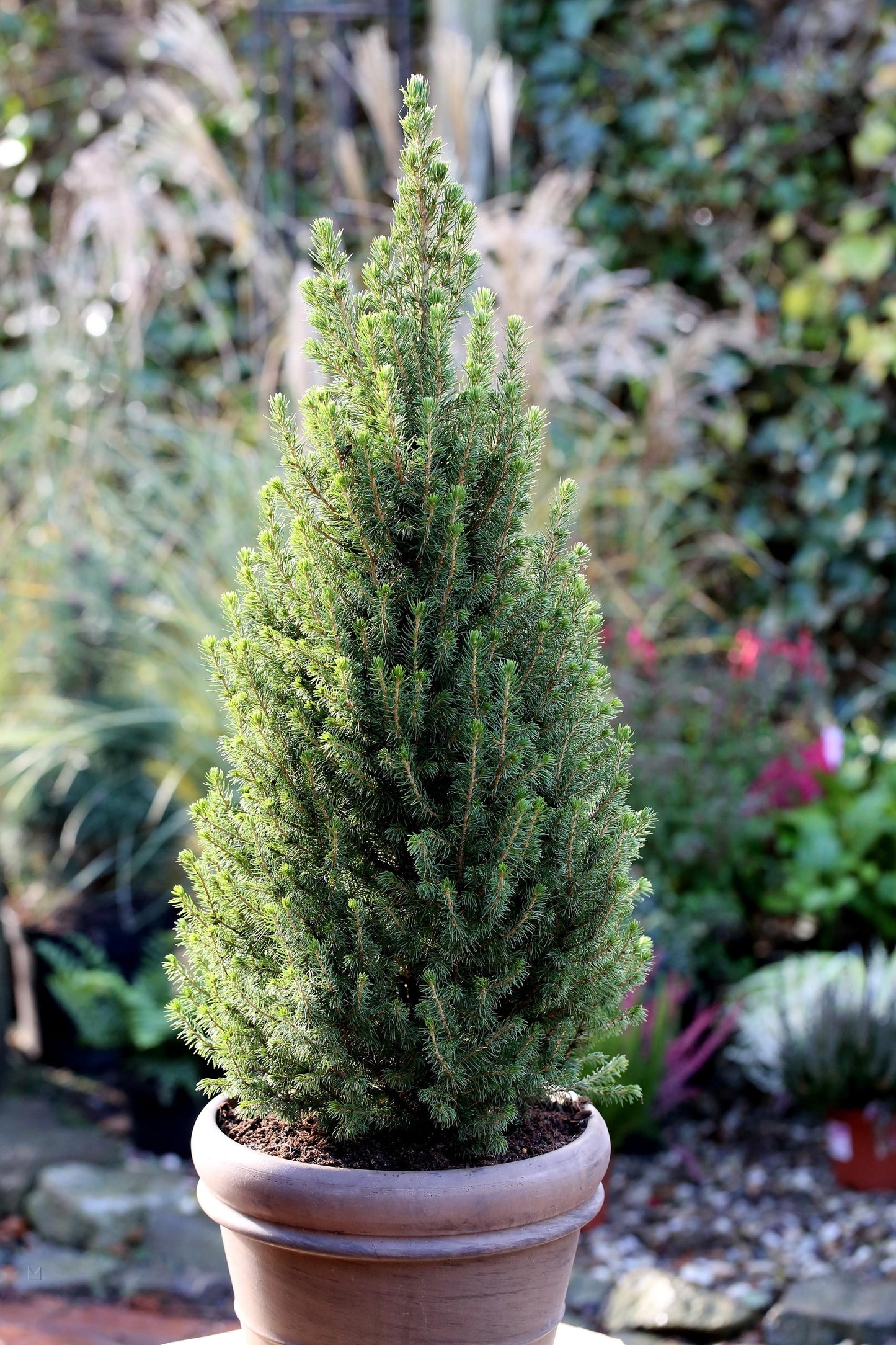 Picea Glauca Conica - View 8 from www redcrocus com