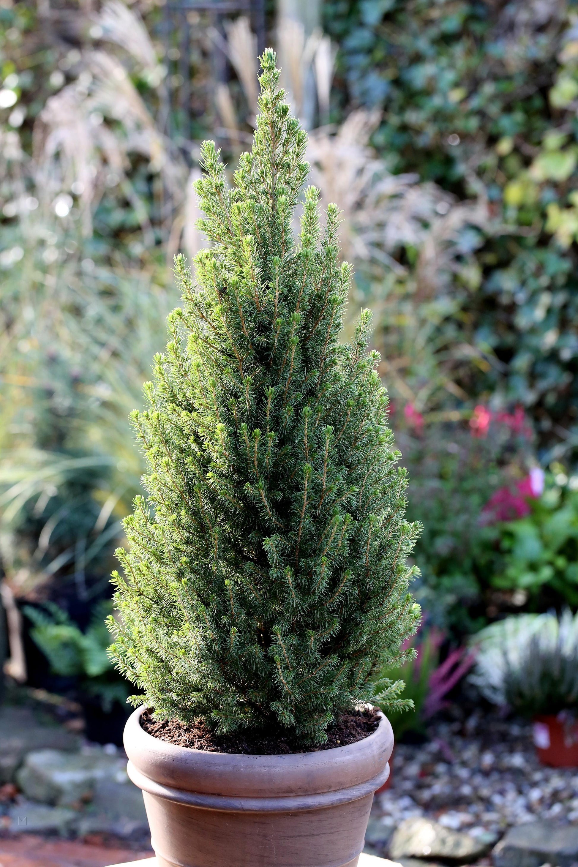 Picea Glauca Conica - View 8 from www redcrocus com