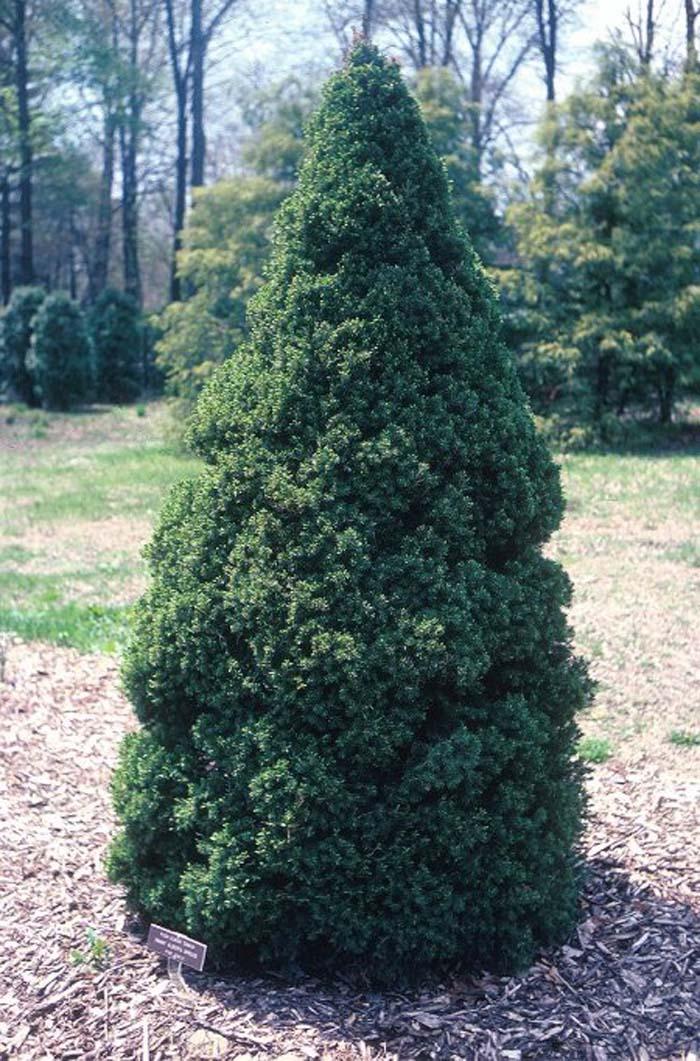 Picea Glauca Conica - View 9 from www redcrocus com