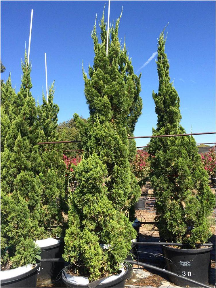 Hollywood Juniper Juniperus chinensis 'Torulosa' - Drought-tolerant, evergreen, dense, ideal for containers, hedges, focal points, landscape accents, low maintenance  7/8' h B&B