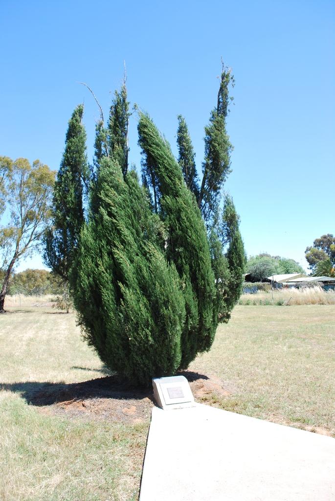 Hollywood Juniper Juniperus chinensis 'Torulosa' - Drought-tolerant, evergreen, dense, ideal for containers, hedges, focal points, landscape accents, low maintenance  7/8' h B&B