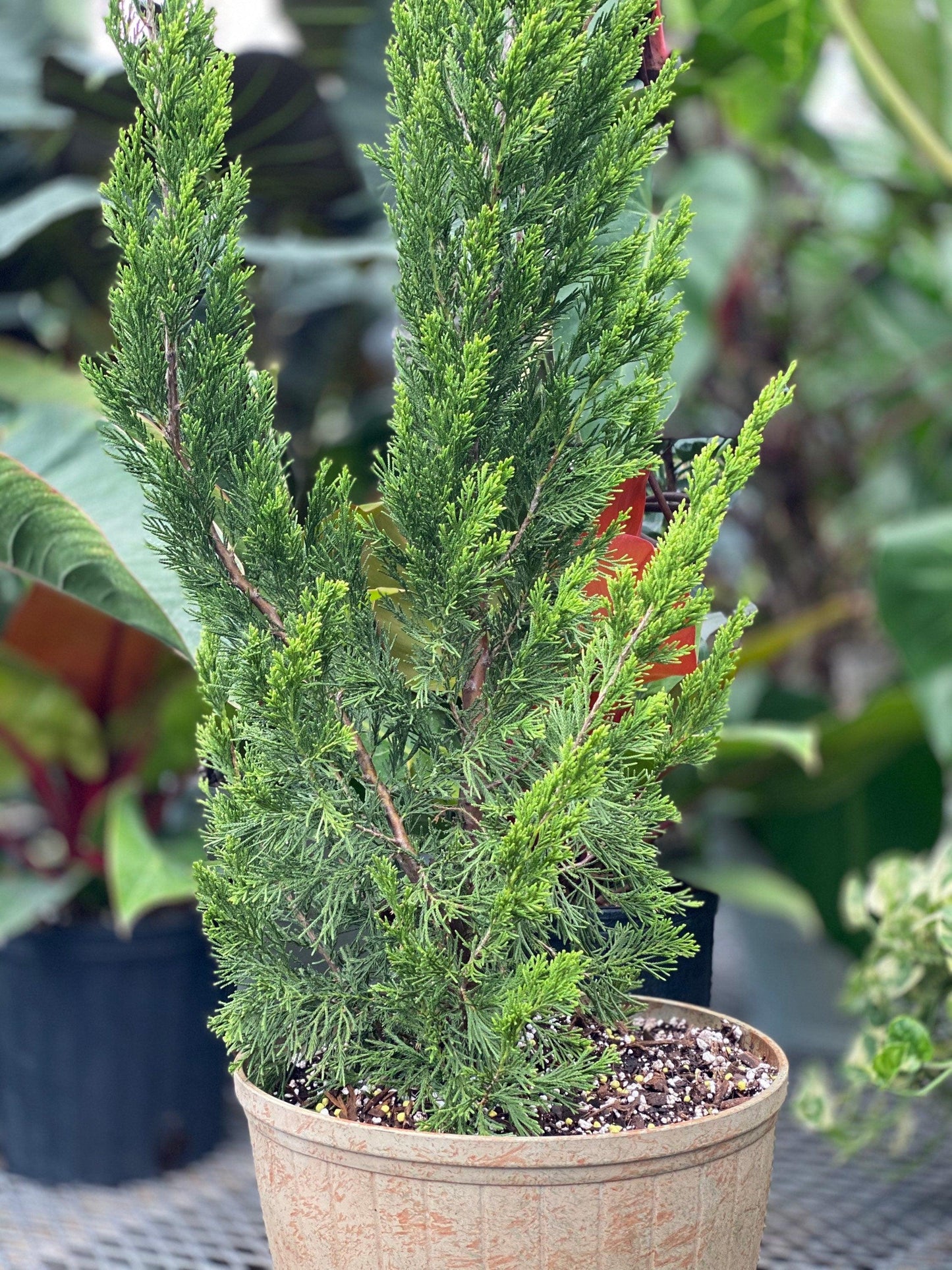 Juniperus Chinensis Torulosa - View 15 from www redcrocus com