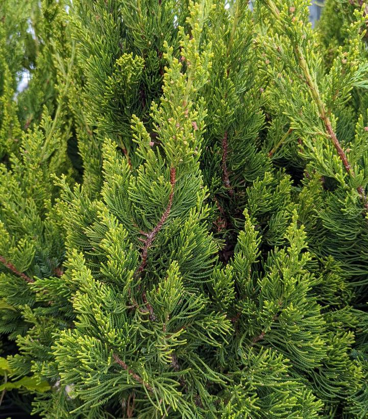 Juniperus Chinensis Torulosa - View 18 from www redcrocus com