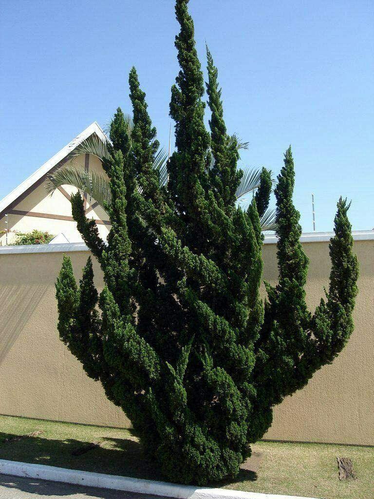 Juniperus Chinensis Torulosa - View 19 from www redcrocus com