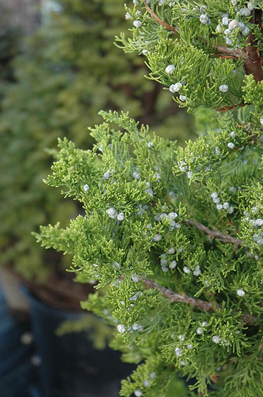Hollywood Juniper Juniperus chinensis 'Torulosa' - Drought-tolerant, evergreen, dense, ideal for containers, hedges, focal points, landscape accents, low maintenance  7/8' h B&B