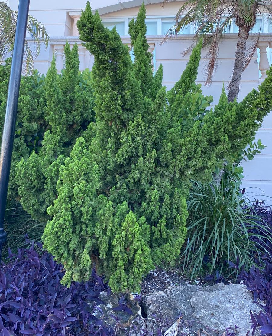 Juniperus Chinensis Torulosa - View 20 from www redcrocus com
