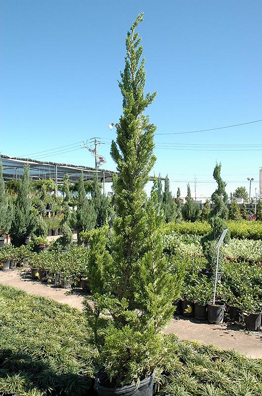 Juniperus Chinensis Torulosa - View 4 from www redcrocus com