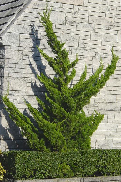 Juniperus Chinensis Torulosa - View 5 from www redcrocus com