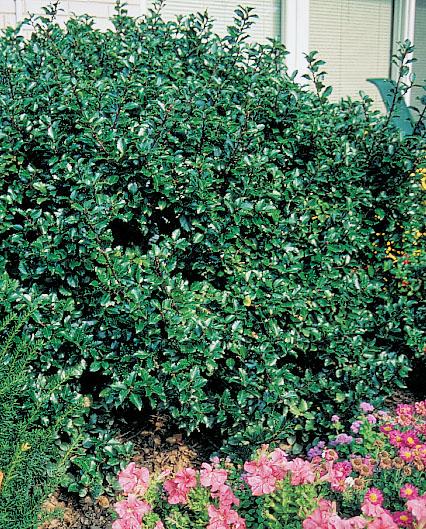 Ilex Meserveae 'blue Prince' - View 15 from www redcrocus com
