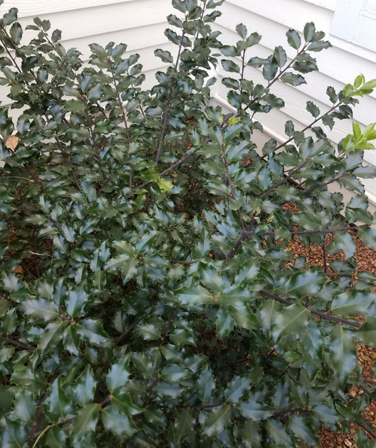 Ilex Meserveae 'blue Prince' - View 18 from www redcrocus com