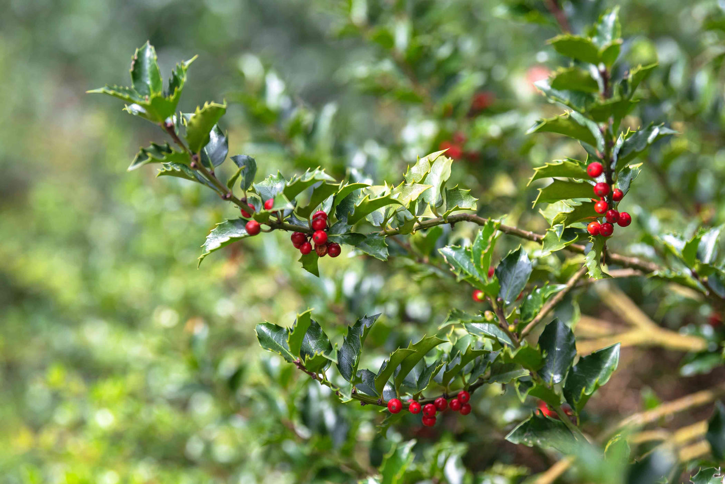 Ilex Meserveae 'blue Prince' - View 23 from www redcrocus com
