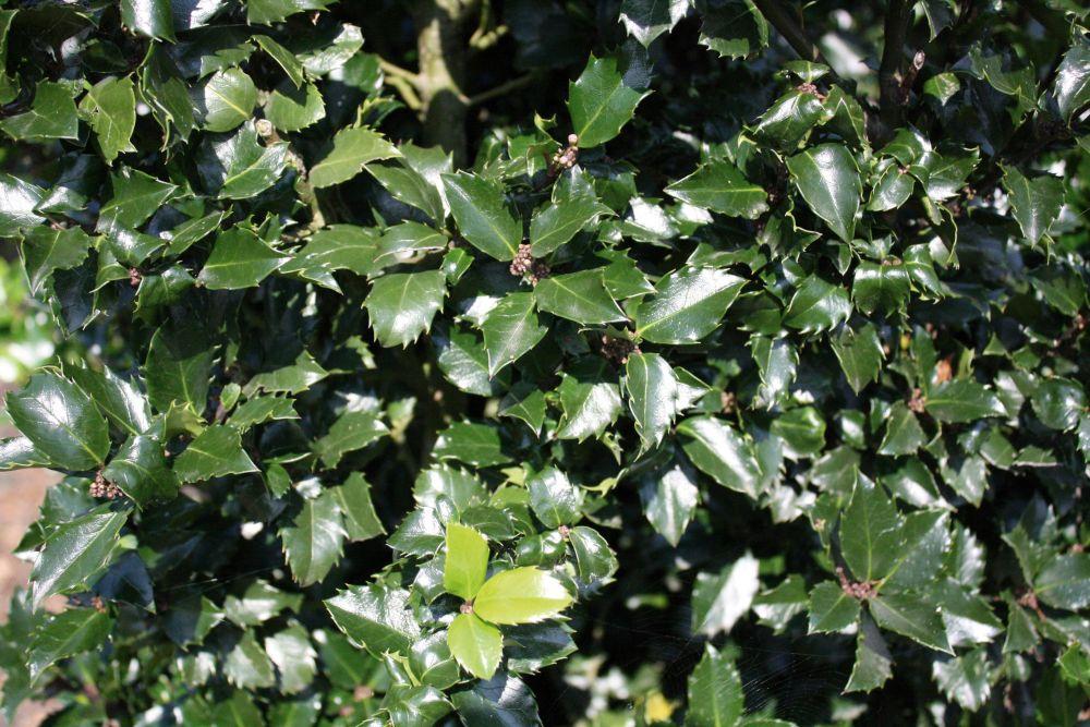 Ilex Meserveae 'blue Prince' - View 30 from www redcrocus com