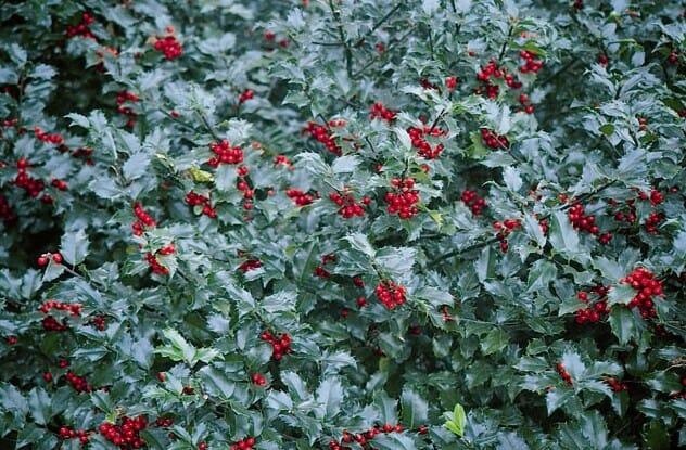 Ilex Meserveae 'blue Prince' - View 31 from www redcrocus com