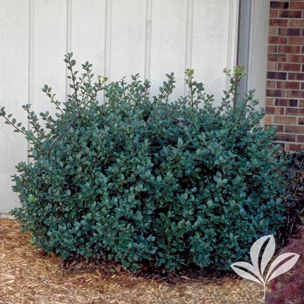 Ilex Meserveae 'blue Prince' - View 35 from www redcrocus com