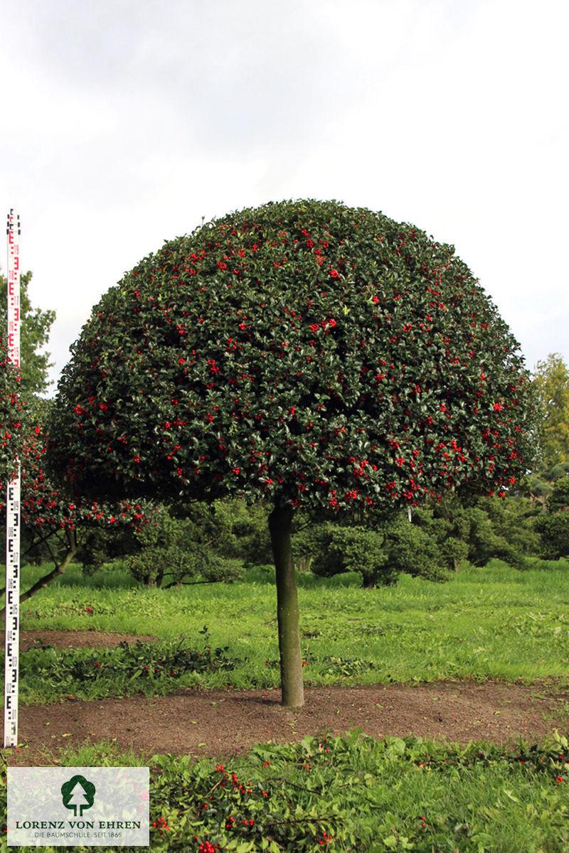 Ilex Meserveae 'blue Prince' - View 36 from www redcrocus com