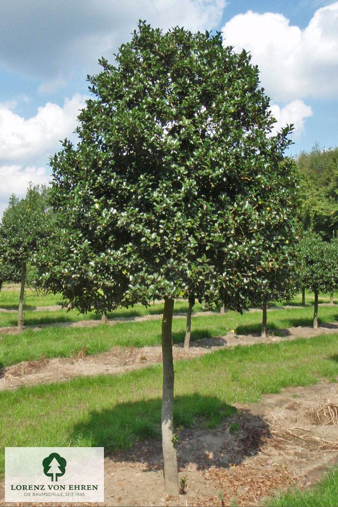 Ilex Meserveae 'blue Prince' - View 38 from www redcrocus com