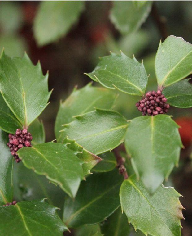 Ilex Meserveae 'blue Prince' - View 40 from www redcrocus com