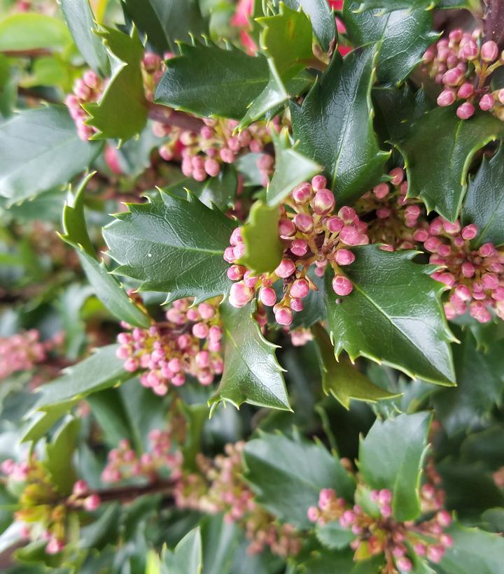 Ilex Meserveae 'blue Prince' - View 4 from www redcrocus com