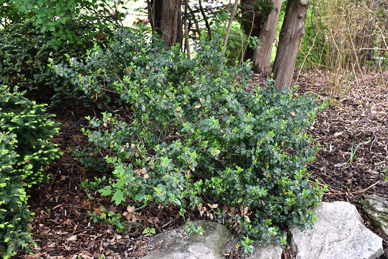 Ilex Meserveae 'blue Prince' - View 7 from www redcrocus com