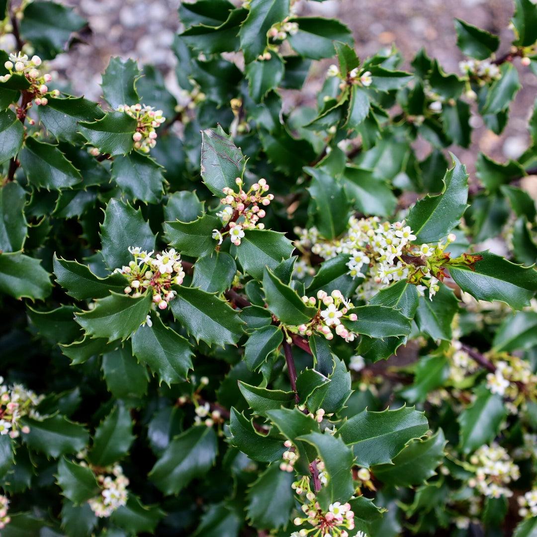 Ilex Meserveae 'blue Prince' - View 8 from www redcrocus com