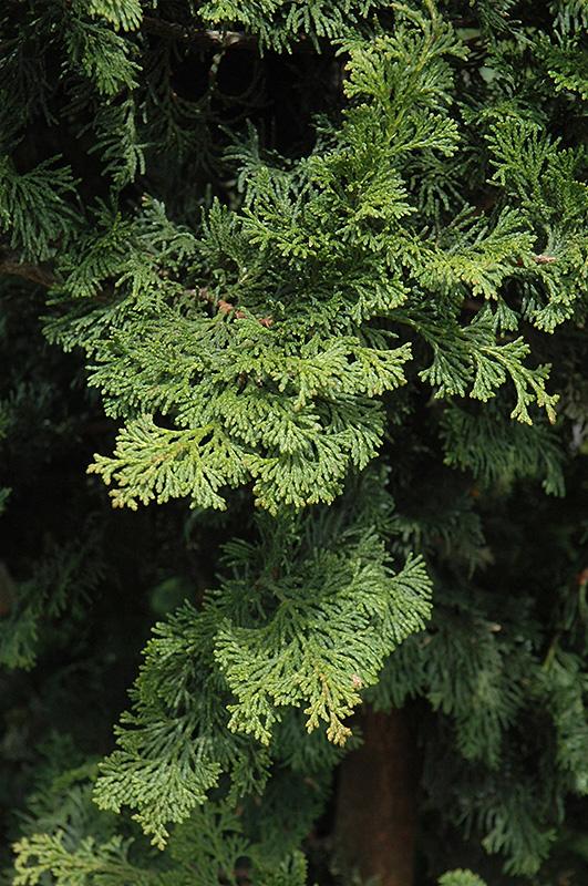 Chamaecyparis Obtusa Well S Special - View 4 from www redcrocus com