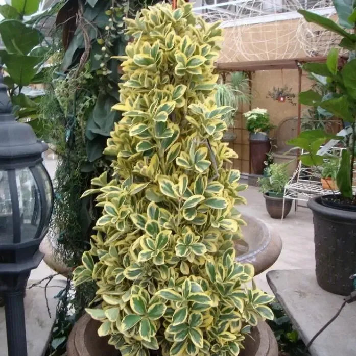 Euonymus Japonicus 'chollipo' Cone - View 11 from www redcrocus com
