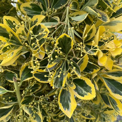 Euonymus Japonicus 'chollipo' Cone - View 13 from www redcrocus com