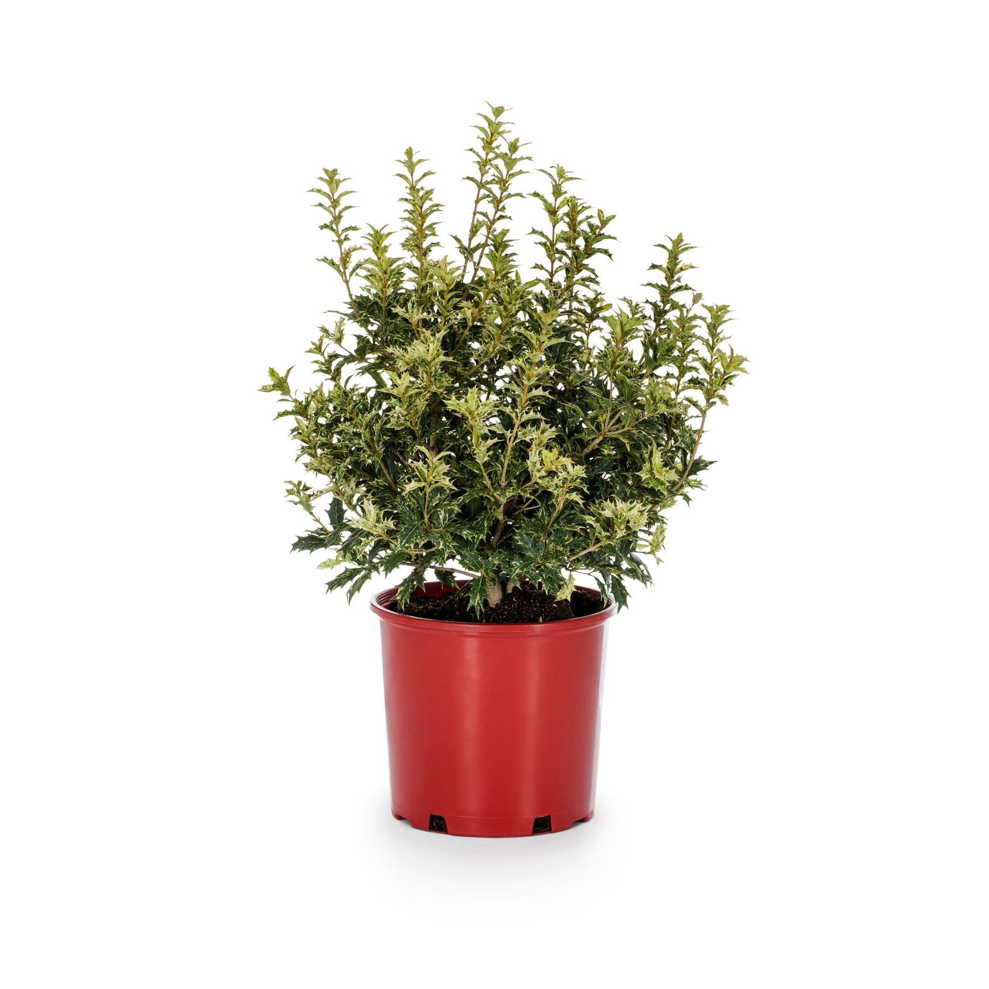 Euonymus Japonicus 'chollipo' Cone - View 14 from www redcrocus com