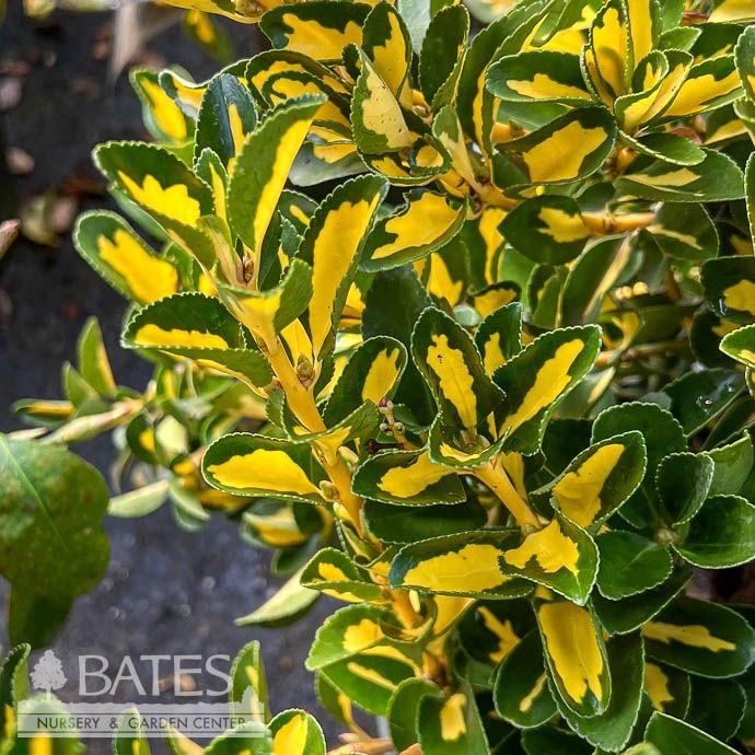 Euonymus Japonicus 'chollipo' Cone - View 16 from www redcrocus com