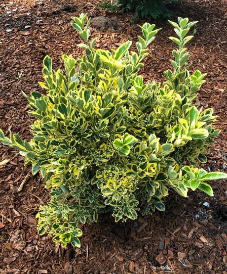 Euonymus Japonicus 'chollipo' Cone - View 17 from www redcrocus com