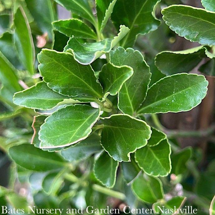 Euonymus Japonicus 'chollipo' Cone - View 18 from www redcrocus com