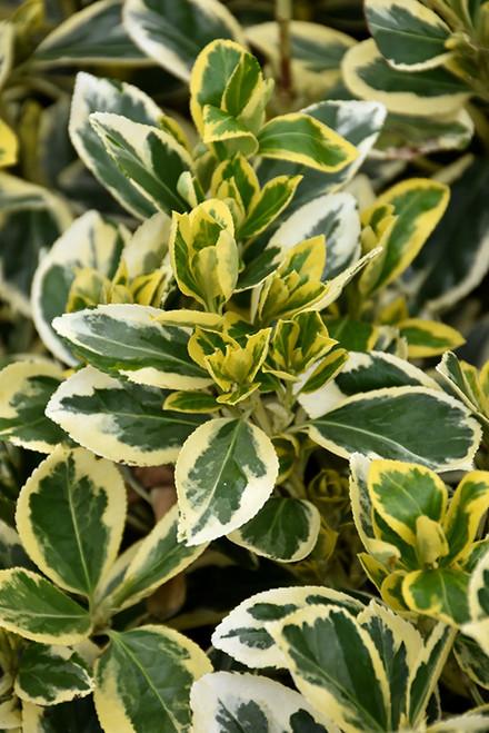 Euonymus Japonicus 'chollipo' Cone - View 19 from www redcrocus com