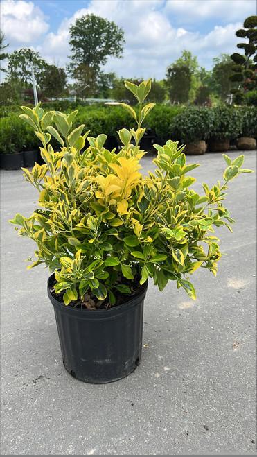 Euonymus Japonicus 'chollipo' Cone - View 21 from www redcrocus com