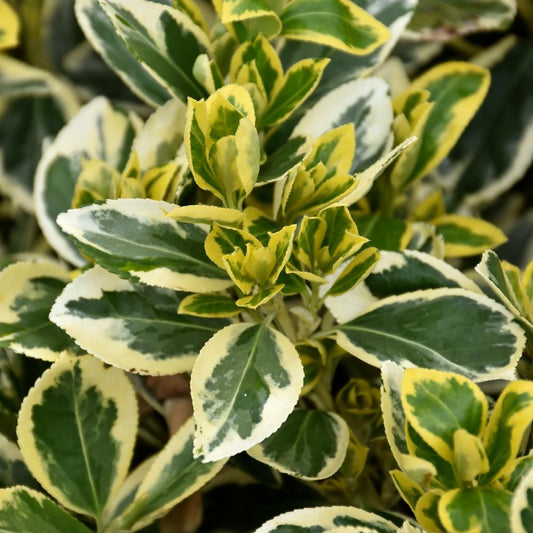 Euonymus Japonicus 'chollipo' Cone - View 25 from www redcrocus com