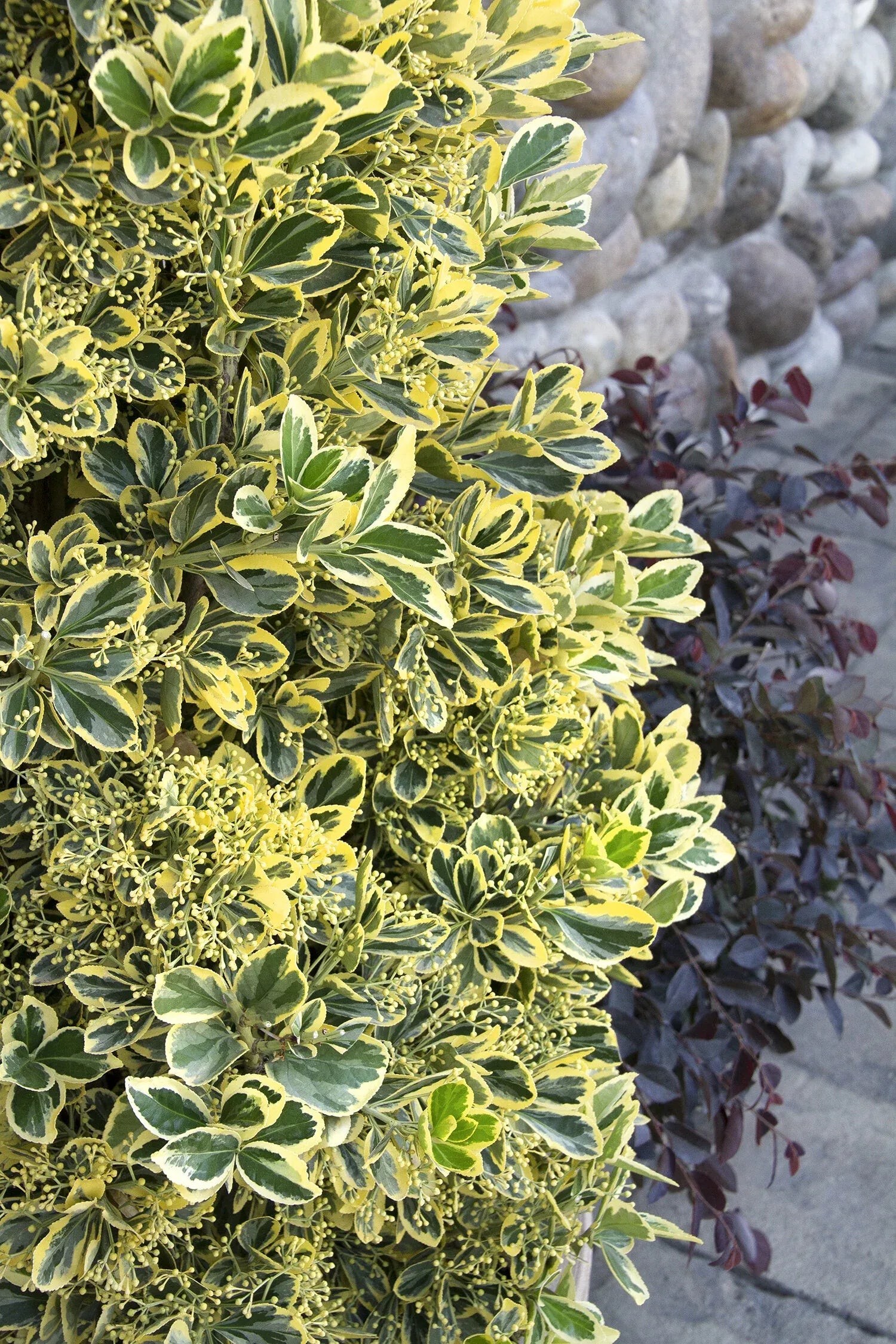 Euonymus Japonicus 'chollipo' Cone - View 27 from www redcrocus com