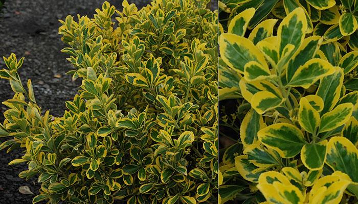 Euonymus Japonicus 'chollipo' Cone - View 28 from www redcrocus com
