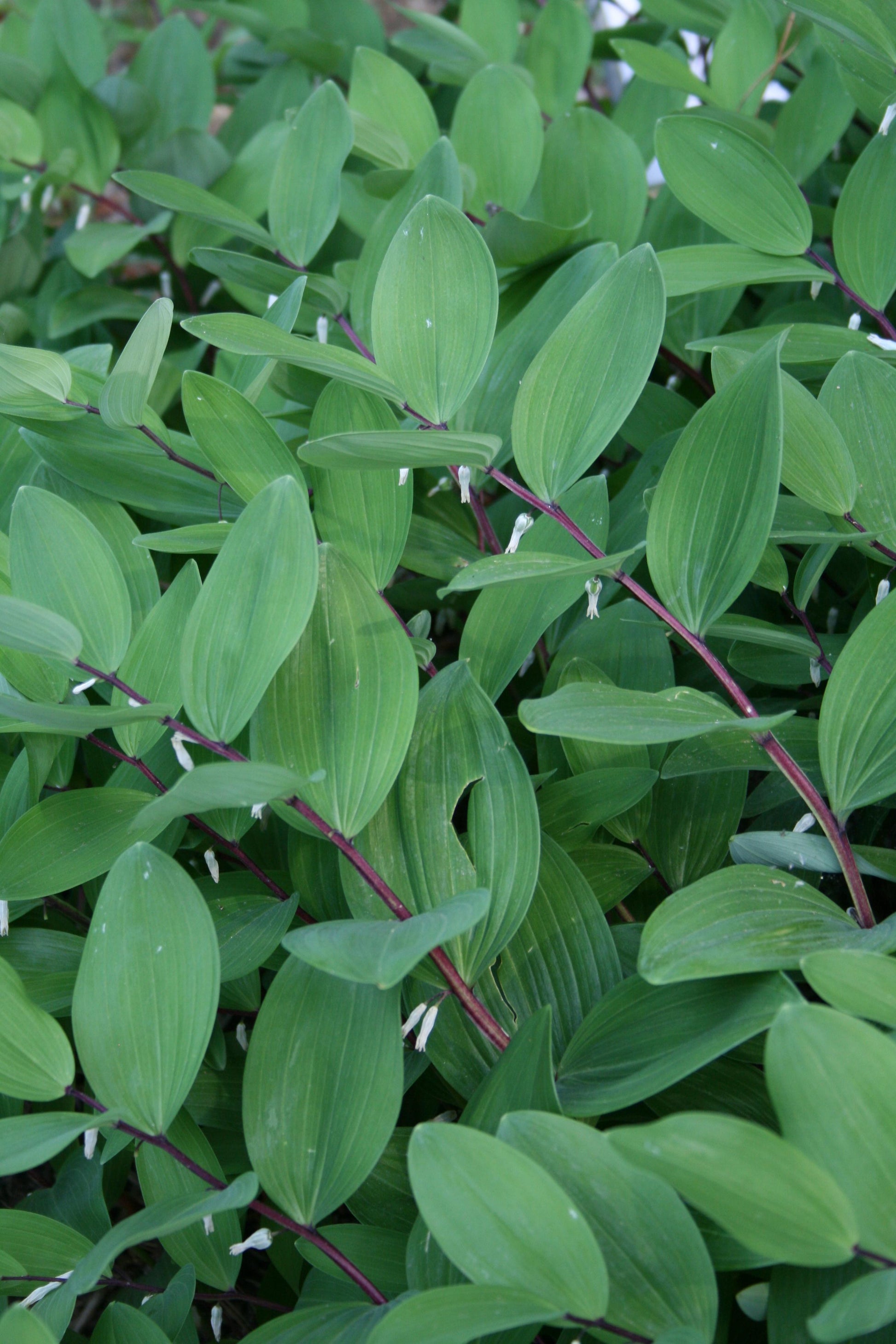 Euonymus Japonicus 'chollipo' Cone - View 29 from www redcrocus com