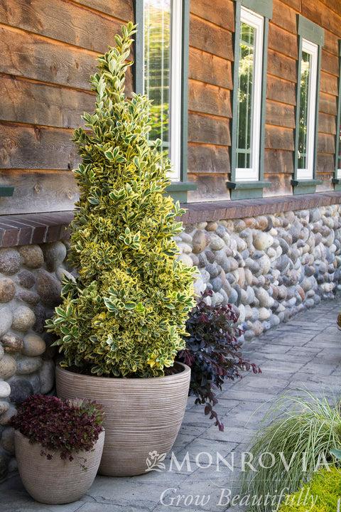 Euonymus Japonicus 'chollipo' Cone - View 8 from www redcrocus com
