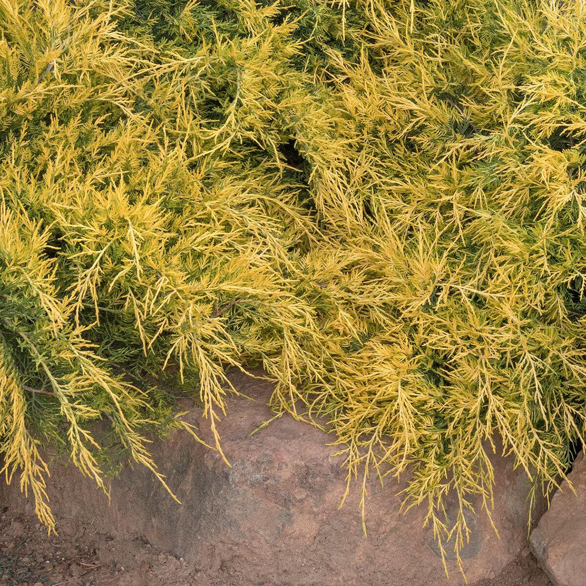 Juniperus Chinensis Sea Of Gold - View 10 from www redcrocus com