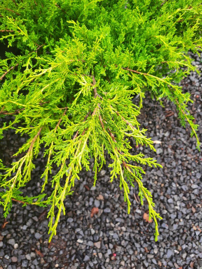 Juniperus Chinensis Sea Of Gold - View 12 from www redcrocus com