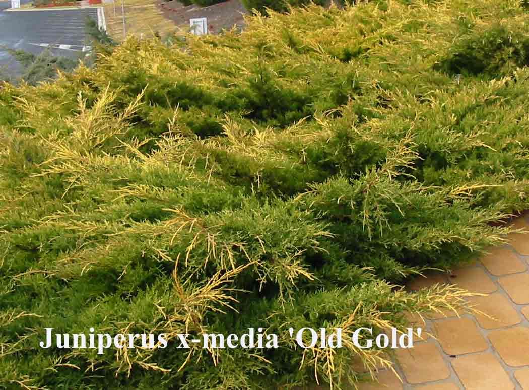 Juniperus Chinensis Sea Of Gold - View 13 from www redcrocus com