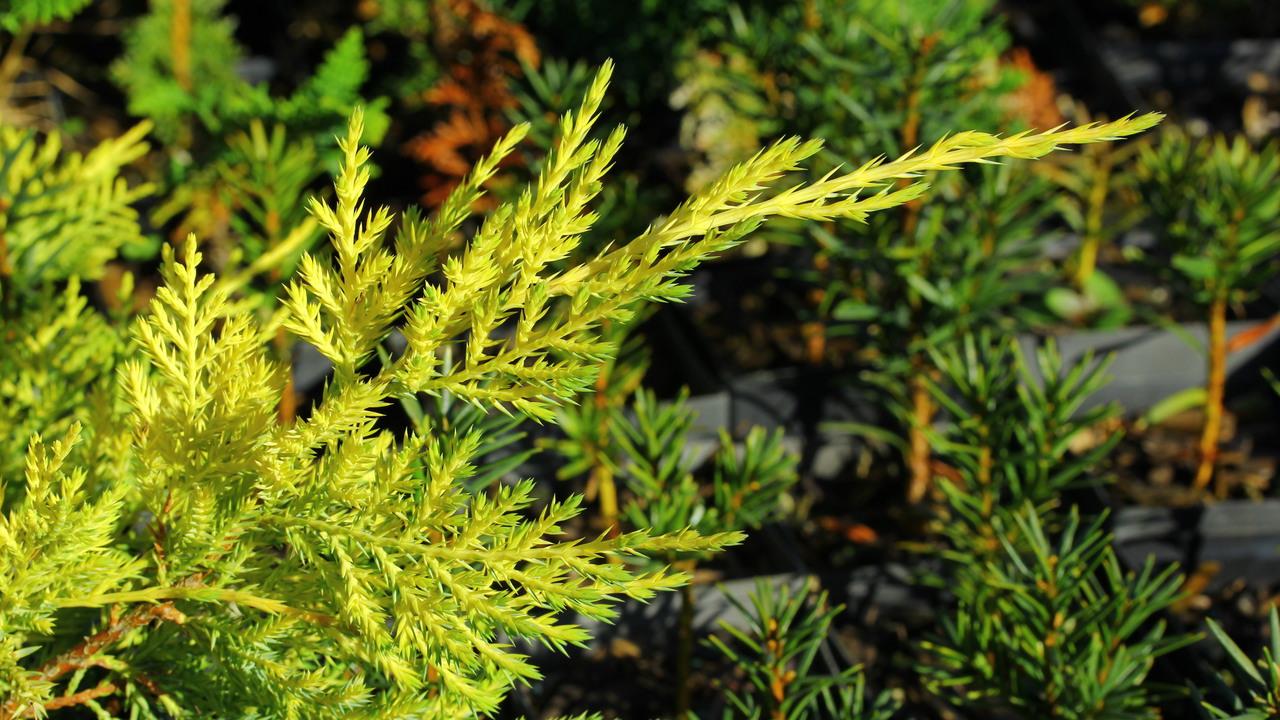 Juniperus Chinensis Sea Of Gold - View 17 from www redcrocus com