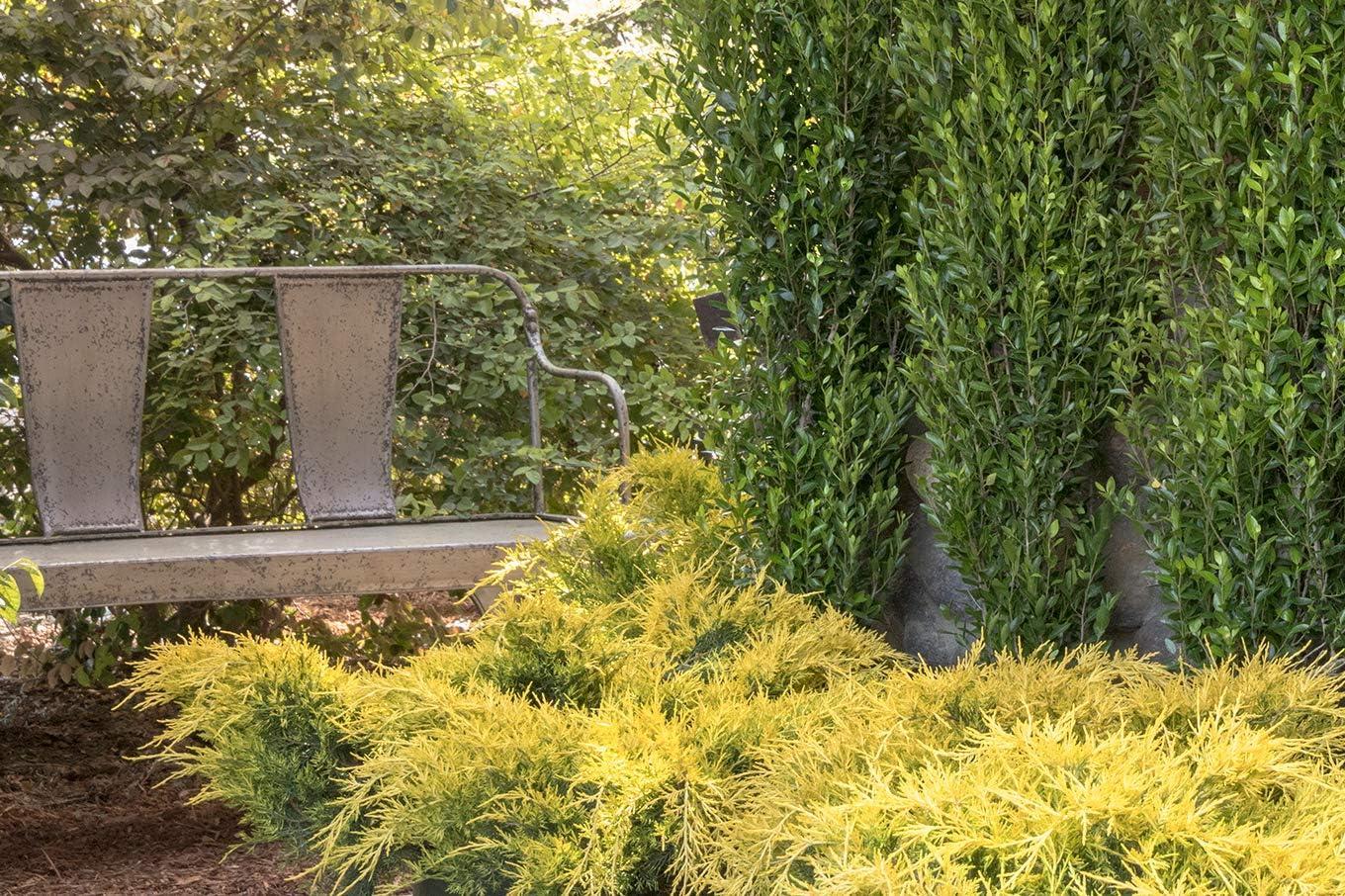 Juniperus Chinensis Sea Of Gold - View 18 from www redcrocus com