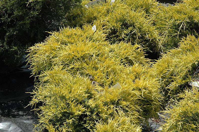 Juniperus Chinensis Sea Of Gold - View 1 from www redcrocus com